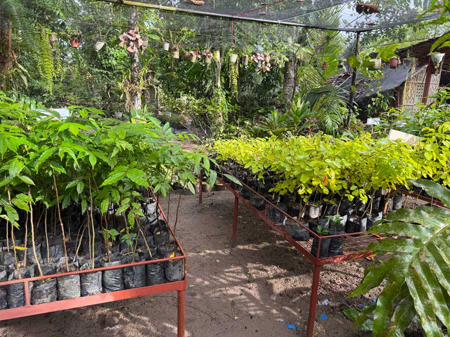 native-nursery-philippine
