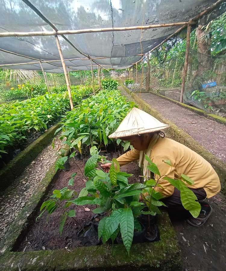 Philippine planting at nursery