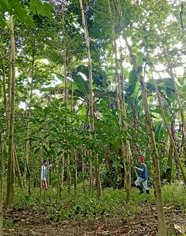 tree-forest