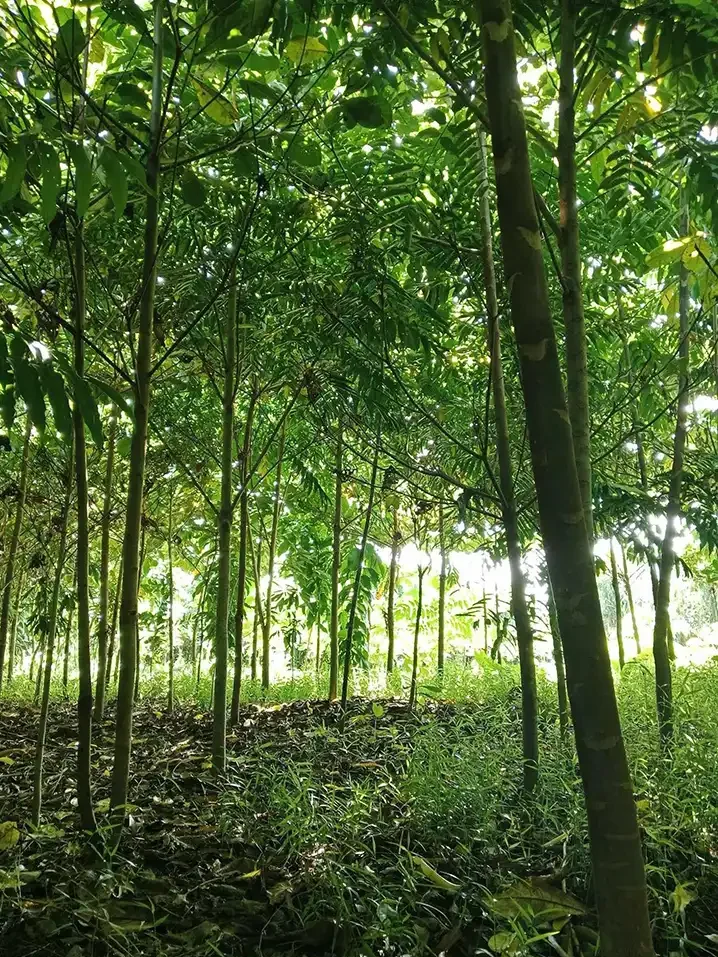 tree-restoration